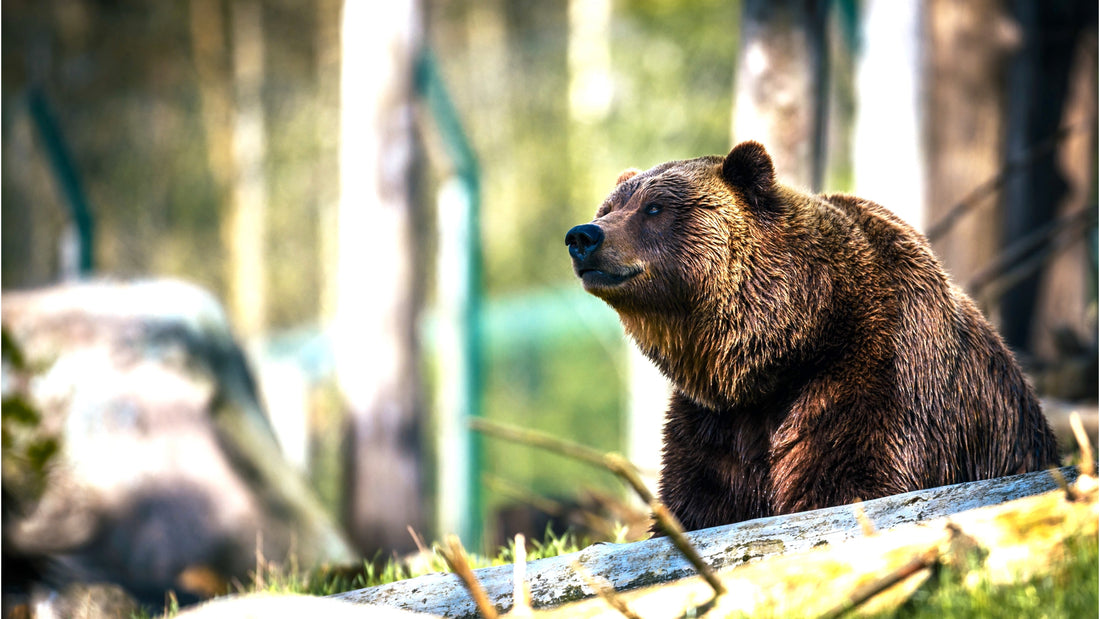 What's the Difference Between Your Poop and Animals?