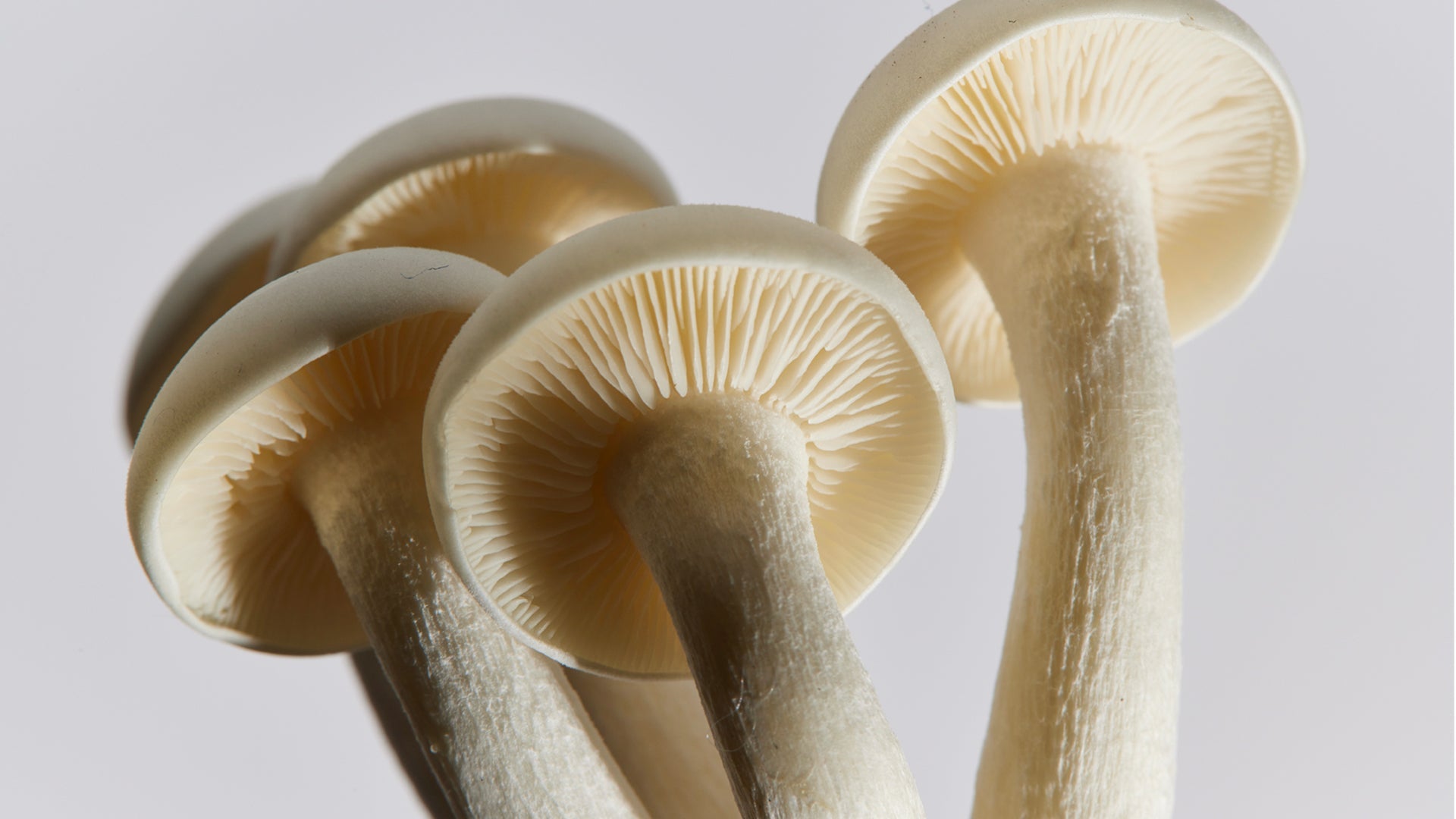 White mushrooms used to break down pharmaceuticals in human waste