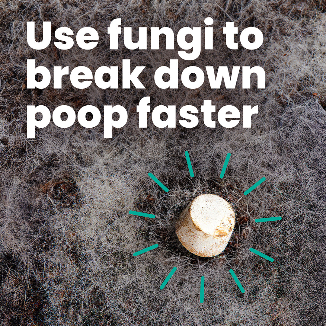 PACT Mycelium Tabs (120-Pack)